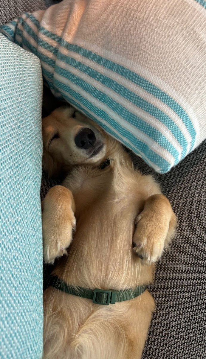 leclercsletters's tweet photo. another busy day for leo https://t.co/7DdU6Y0vlo