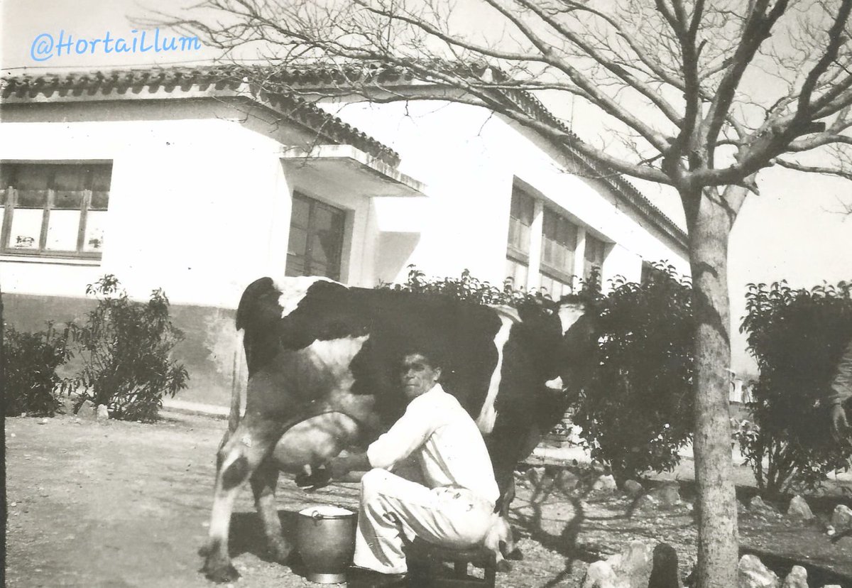 Sabies que a #LaRieradeGaià hi havia una vaqueria al carrer Alzinar, davant de les Escoles? Aquí teniu el mosso de la Vaqueria de Ca l'Esperidión, tot munyint una vaca l'any 1947! 🐄 Fotografia de Teresina Torrebadell. 
#ramaderia 
#històriaagrària