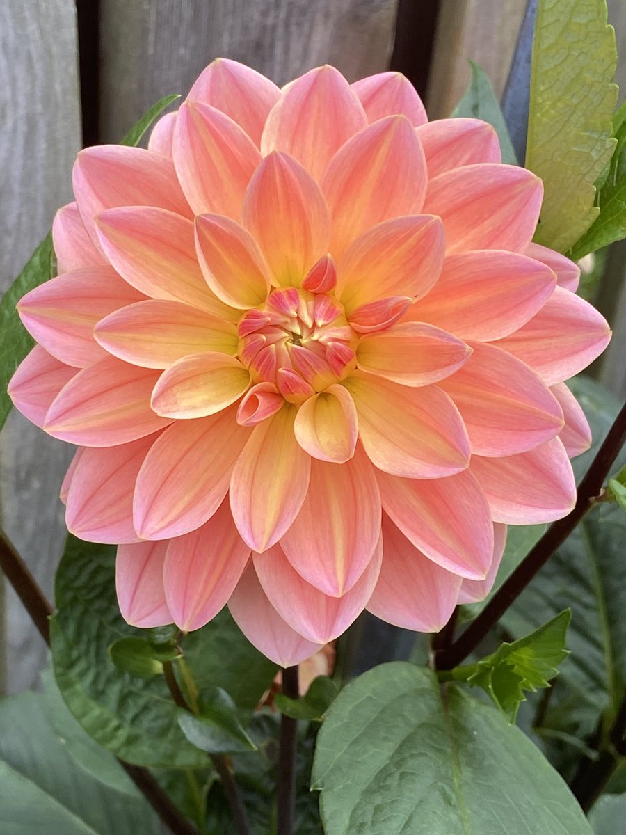 Dahlia “Mister Frans”