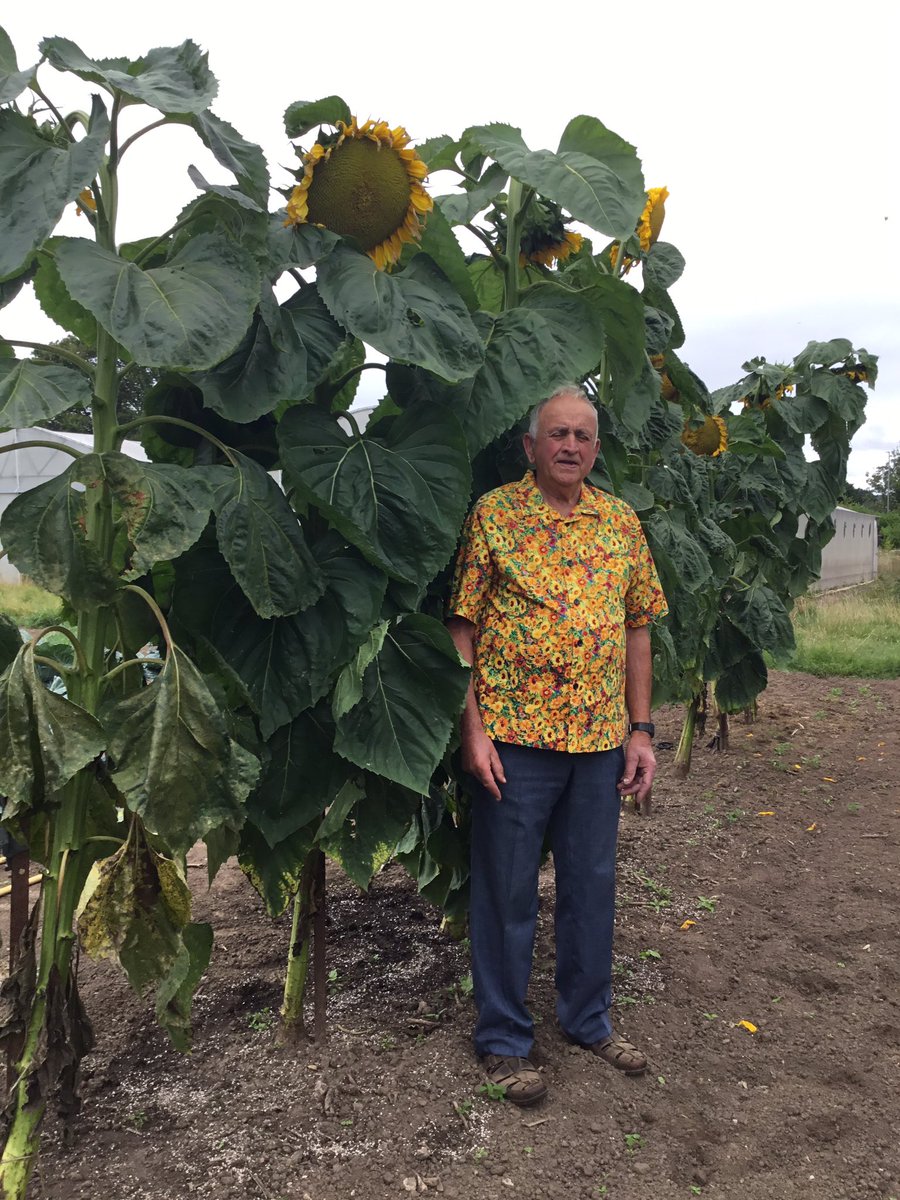 Growing sunflowers 🌻🌻🌻for a local village competition.