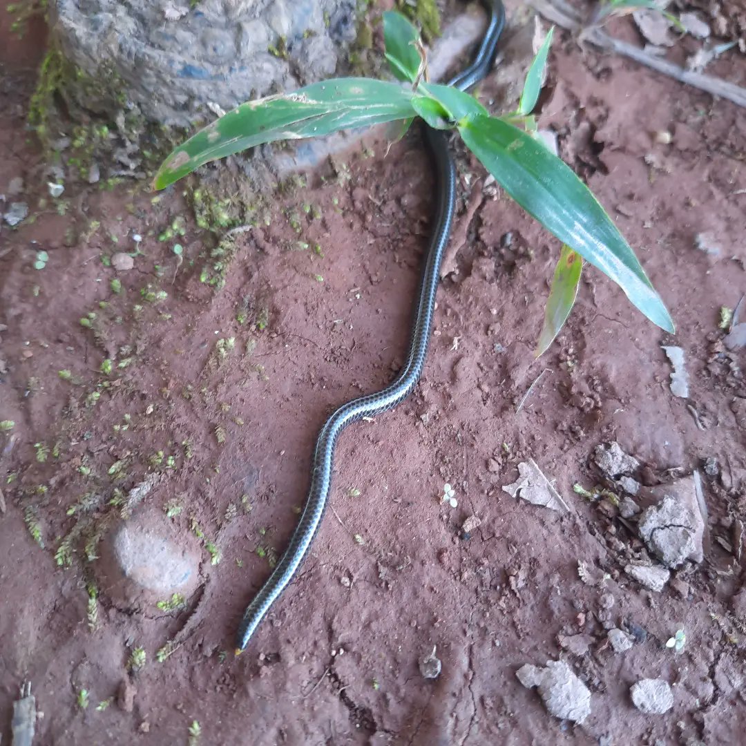 Worlds smallest snake,epictia tenella. This little guy is only about 6 inches long and thinner than a pencil