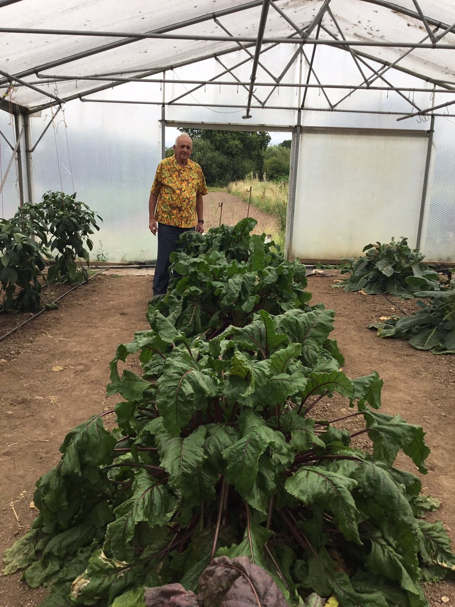 Growing giant vegetables 🫑🥕🍆🍅for Malvern Autumn Show. Can’t see any world records. ☹️ but there is still time. 🤞🤞🤞🤞🤞