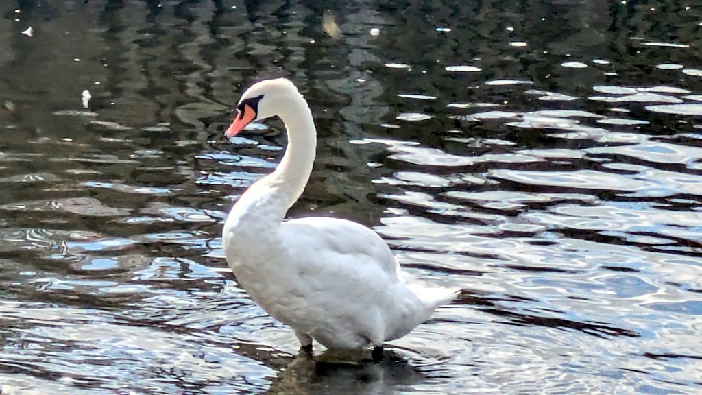 akanetinyhands's tweet photo. 湖水地方、来たー🦢
ウィンダミア湖
ボウネスをちょい散策して
ホテルに向かいまーす
今日はB&Bに泊まるわよー!
#湖水地方
#LakeDistrict
#Winderemere https://t.co/8JKxwzayz7