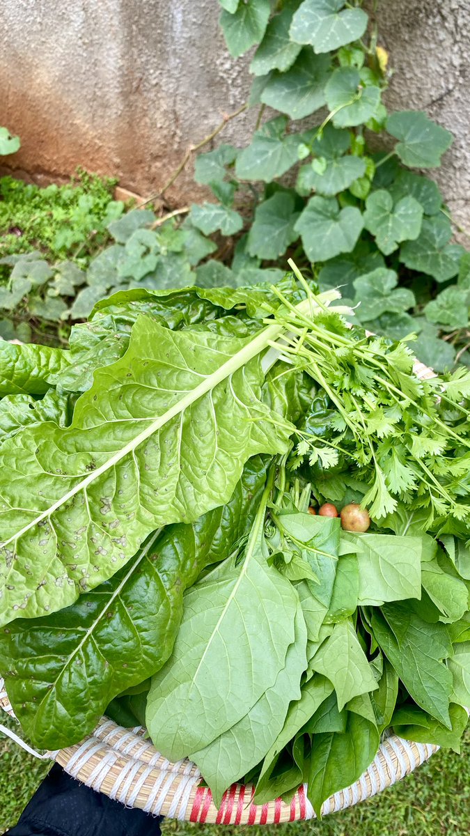 MissNasike's tweet photo. Food sovereignty means being in control of what you eat and how it’s grown. 

A small kitchen garden can help you achieve food sovereignty.

By letting you grow your own fresh vegetables without toxic pesticides, tailored to your needs and preferences.#foodsovereignty https://t.co/jn8KIncewb