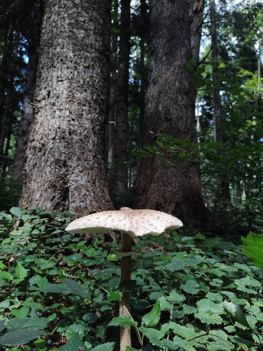 Sezon upałów w pełni, polecamy odpoczynek w ciemnym, chłodnym, pięknym lesie. Planowany Turnicki Park Narodowy zaprasza i kusi takimi skarbami 👇😋
Tak, jesteśmy za tworzeniem Parków, w których dopuszczone będzie grzybobranie (a zakazana masowa wycinka).
