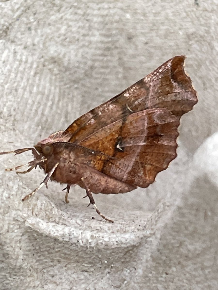 ChrisMason2's tweet photo. Had this down as Purple Thorn but wondering now if maybe Lunar Thorn. Many thanks. @MOTHIDUK https://t.co/Op8rYmyNLn