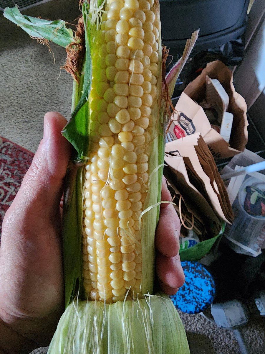 OngsHat1's tweet image. It has begun