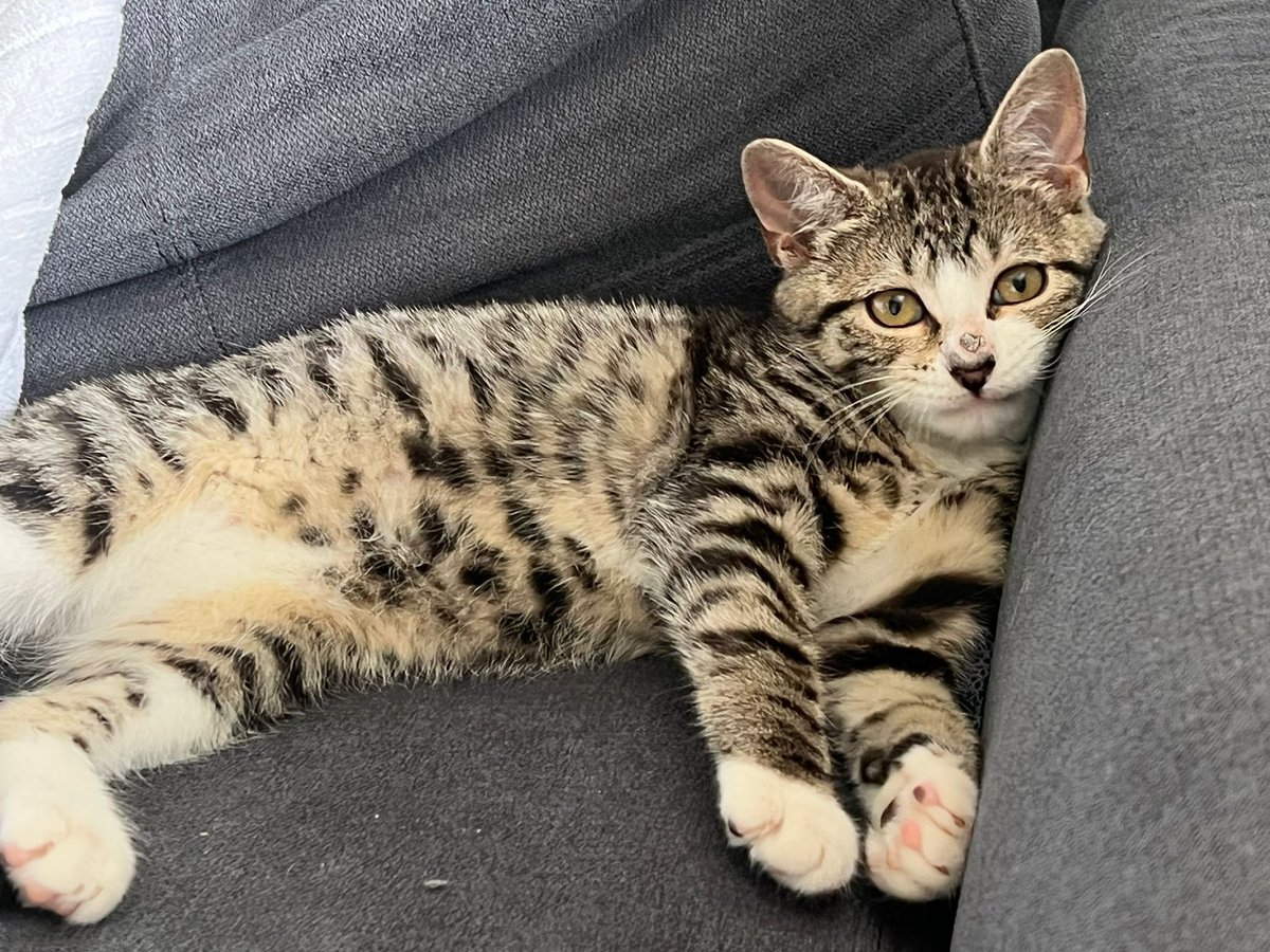 💞 Ready for Adoption: Ahita  

Shy, very playful kitty who loves toys like foil balls and feathers.  

🐈🏠 In need of a #FureverHome

Apply to adopt here 👉  cutt.ly/qUBgpt9 

#Ireland #Dublin