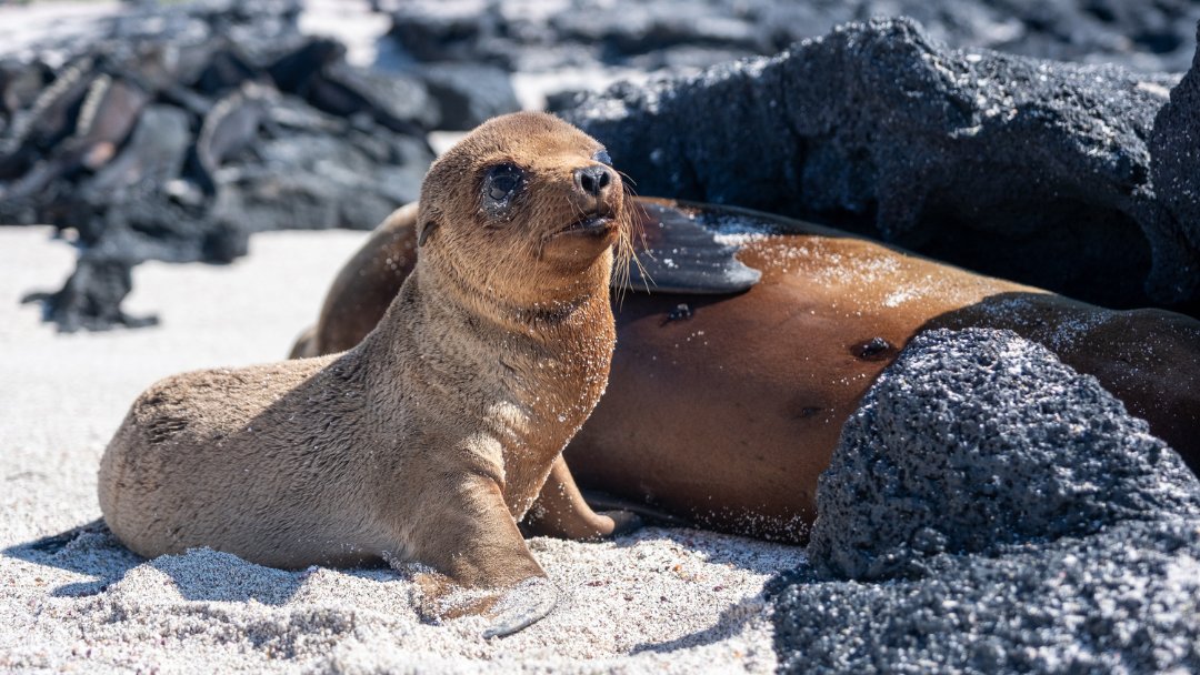 Our judging panel have had their say, but now it's your turn to choose your favourite image from our 2024 Galapagos Photography Competition!

Voting will close at midnight on 19 September 2024: tinyurl.com/PublicChoiceVo…

📷 ©️ Tom Shlesinger, Tim Karels, Felix Reyes, Mark Goodison