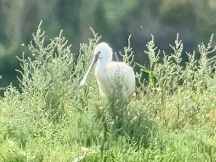 David Walsh tweet media