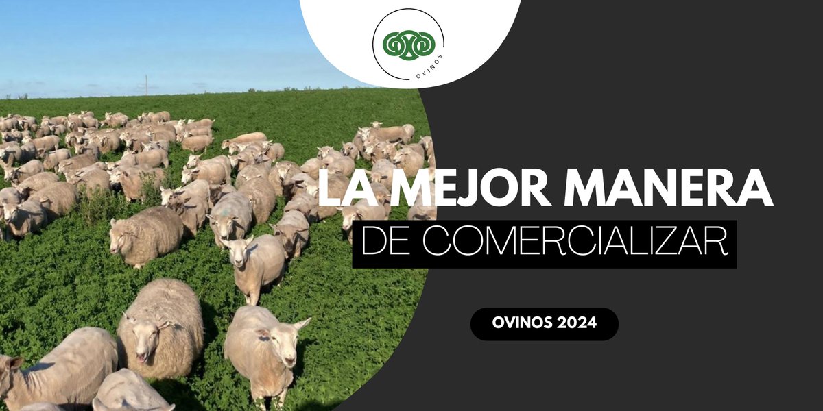 ✍️INSCRIPCIONES ABIERTAS
  🐏#ovinosclu
💰Adelantos  
🚛Seguridad de carga
🫰Sobreprecios  
y mucho más  
INFORMATE   
#carneovina #corderos #ovinos