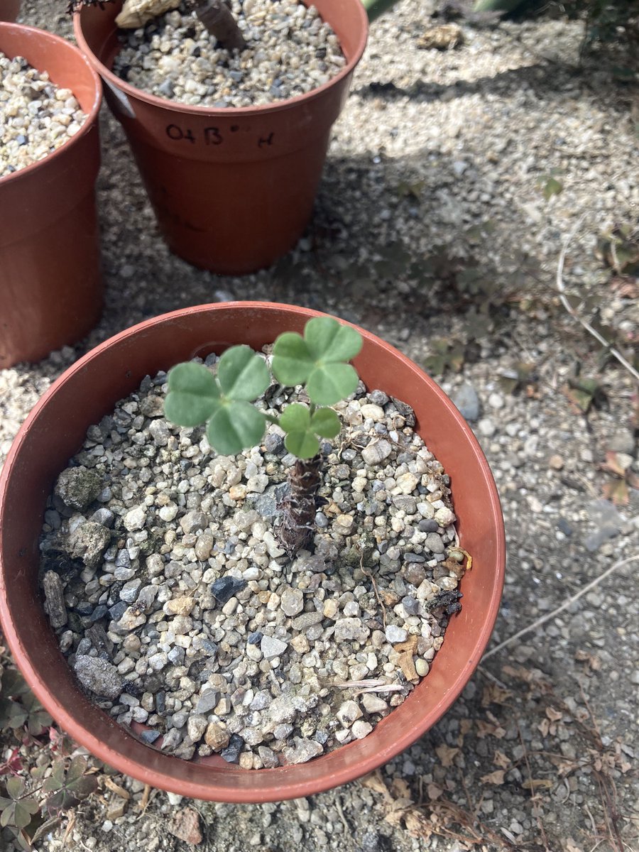 Kieran Sparling tweet media