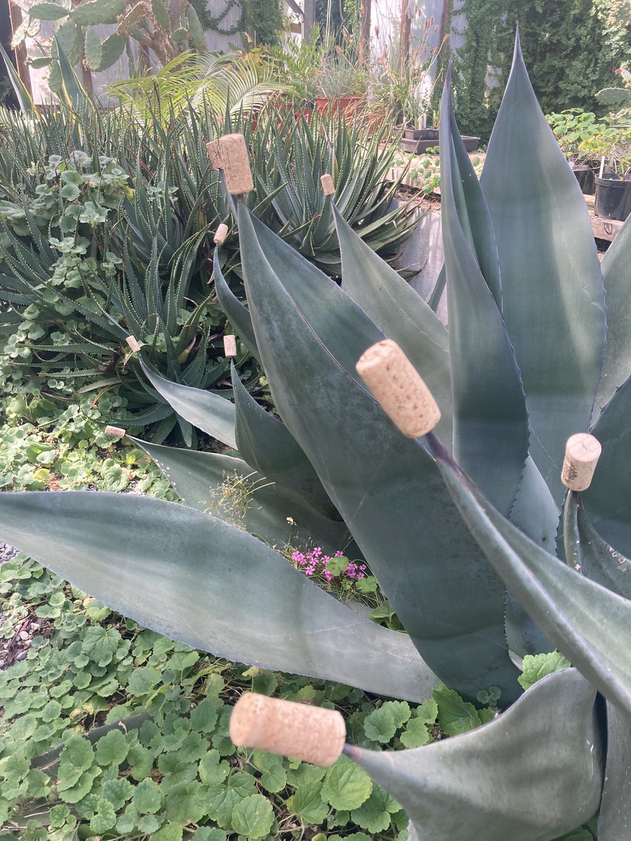 Kieran Sparling (@kieransparling) on Twitter photo Trinity College’s Botanic Gardens and Trinity Hall 🌲 🌳 🌺 🌸 🌹 🌵<a href="/TCBotanicGarden/">Trinity College Botanic Garden</a> <a href="/tcddublin/">Trinity College Dublin</a> Trinity College’s Botanic Gardens and Trinity Hall 🌲 🌳 🌺 🌸 🌹 🌵<a href="/TCBotanicGarden/">Trinity College Botanic Garden</a> <a href="/tcddublin/">Trinity College Dublin</a>