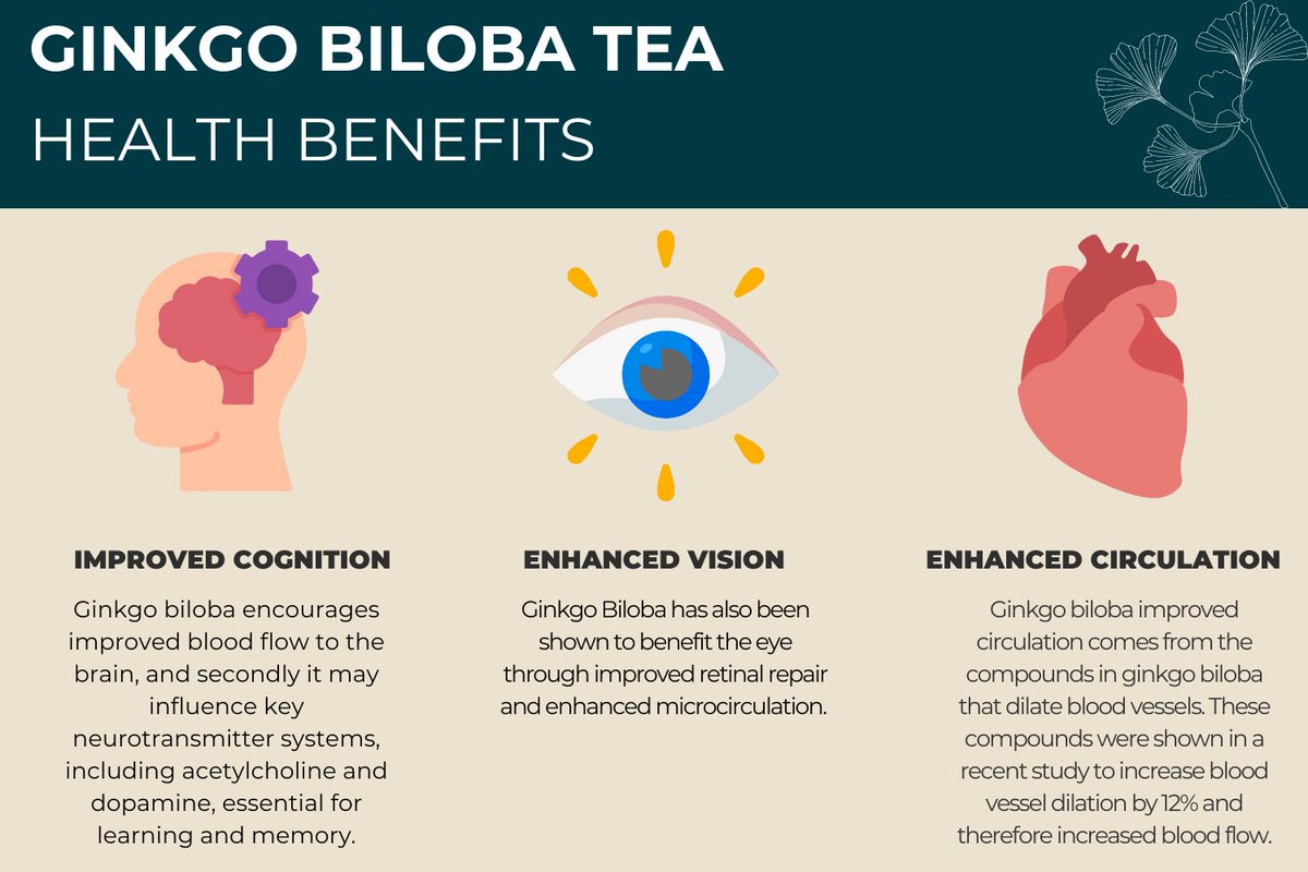 Ginkgo biloba has 7 core health benefits. But its ability to improve cognition, enhance vision and improve circulation are arguably its most essential. Find out why in our article below
teapro.co.uk/7-remarkable-h…