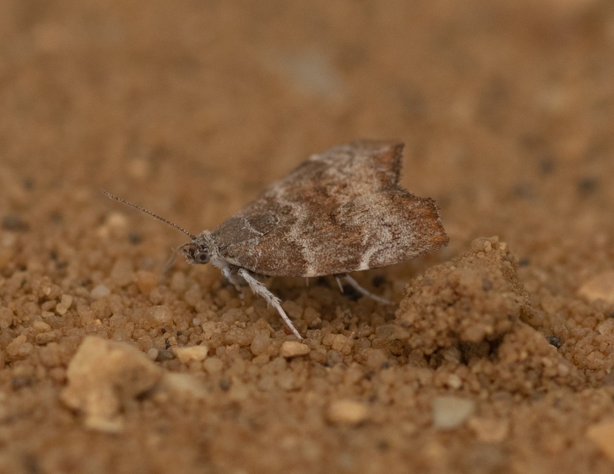 Highlights from trapping in Fakenham in recent weeks - Dark Crimson Underwing, Cydia amplana and Choreutis nemorana <a href="/norfolkmoths/">Norfolk Moths (Jim Wheeler CMR)</a>