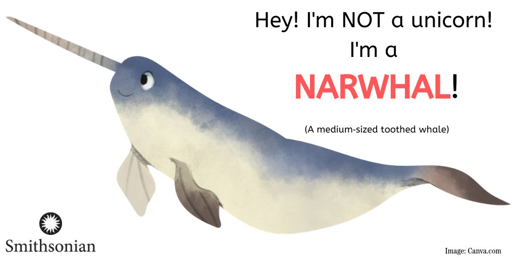 What else can you learn about #narwhals? Um, a lot. They are really cool. 

This special #exhibit, Narwhal: Revealing an Arctic Legend, is only on view until September 2nd. Don't miss out! #Halifax #NovaScotia