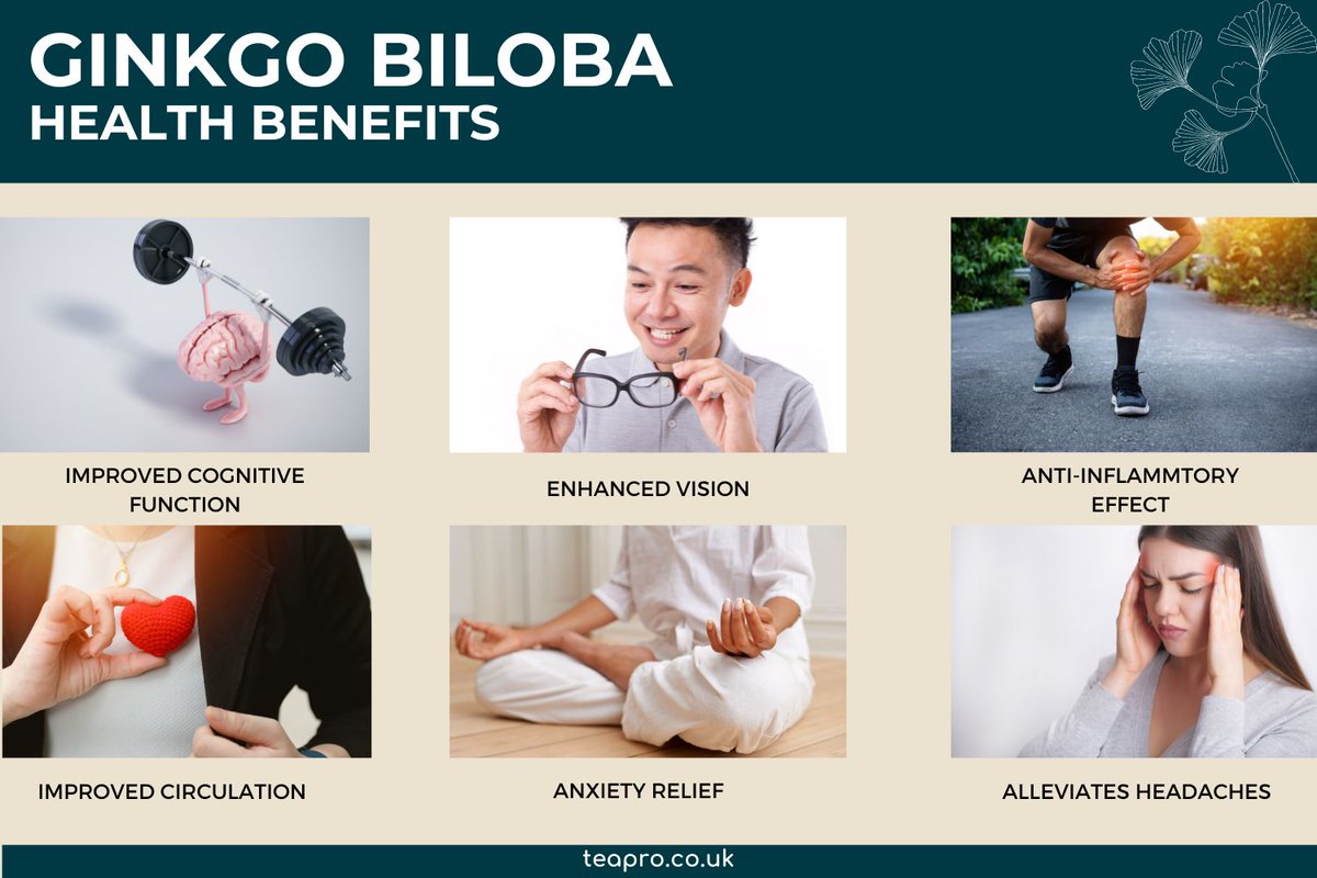 Ginkgo biloba is packed with health benefits. Find out why it has been known to the Chinese and Japanese population as a superfood for thousands of years. Find out more here.
teapro.co.uk/7-remarkable-h…