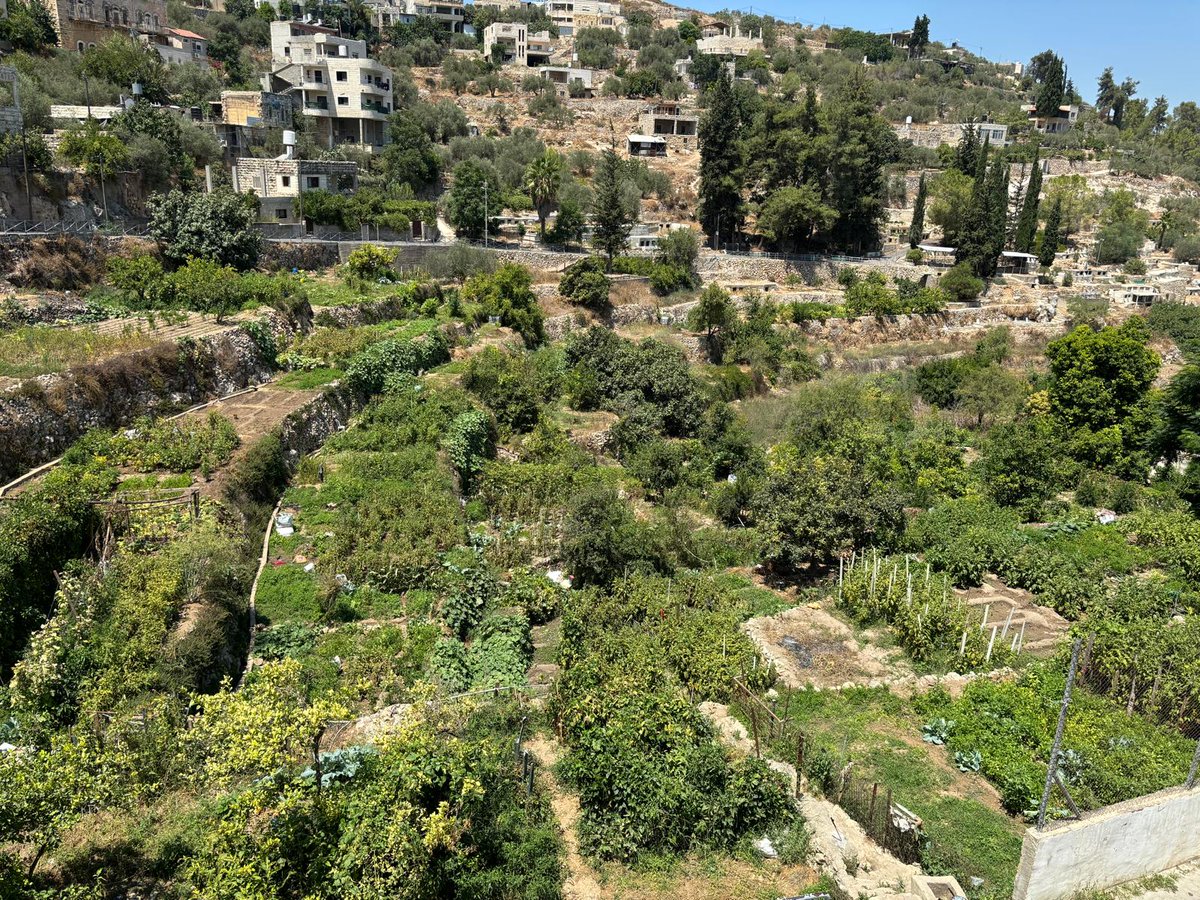 EmekShaveh's tweet image. 1/This is the village of Battir. A farming village near Bethlehem that preserves an agricultural way of life from the Roman era. The terraces fed by a network of ancient channels carrying water from the bountiful springs are kept alive by local families &amp;lt;&amp;lt;