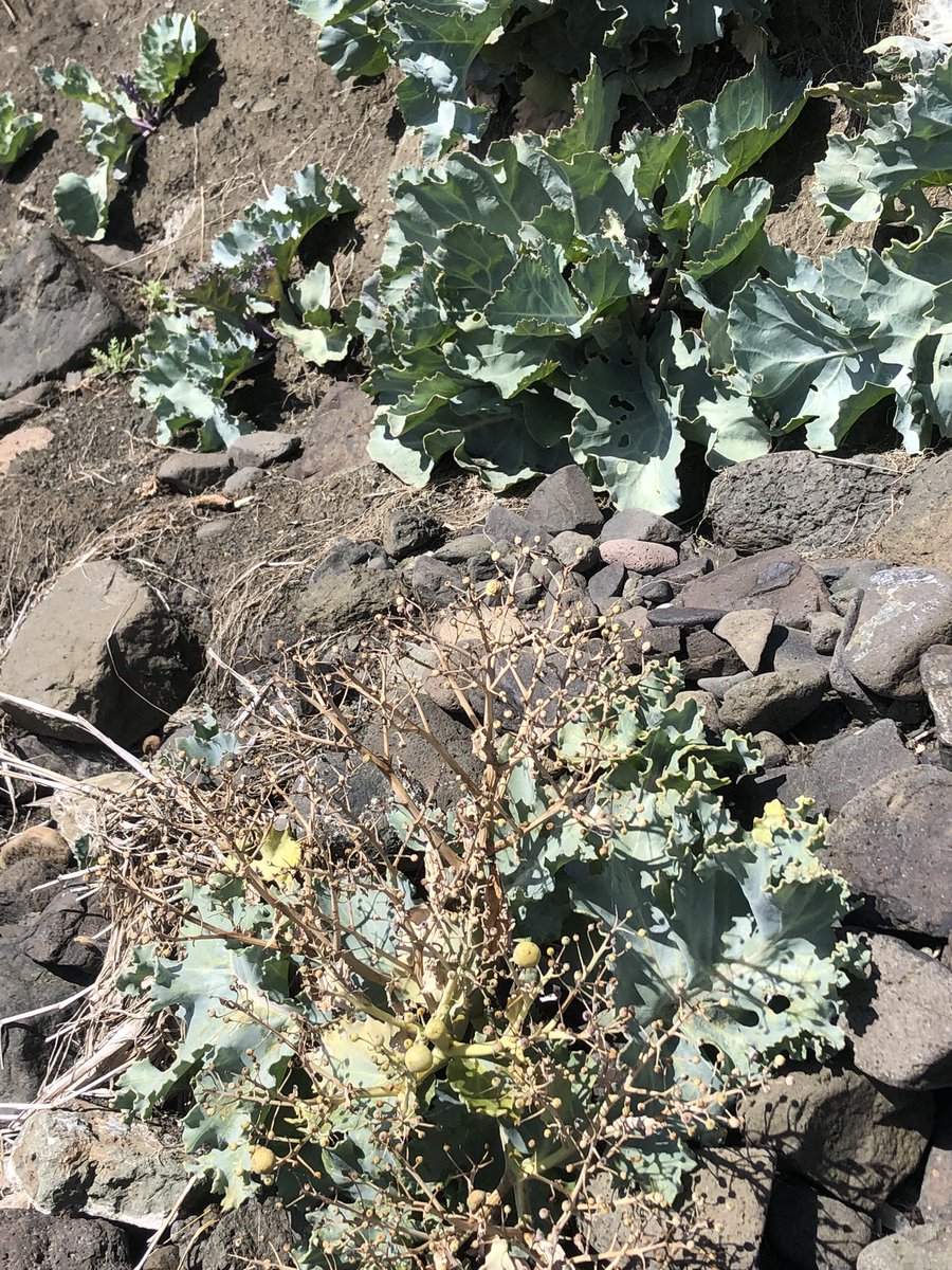 Ian Edwards tweet media