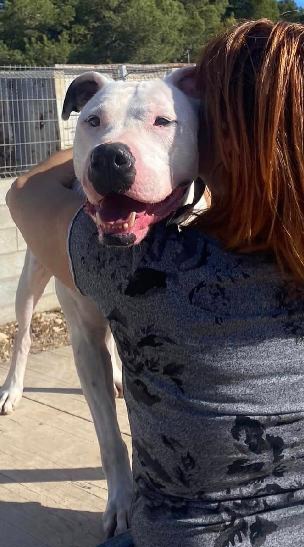 Olaf es uno de los PPP, como veis adora los mimos y abrazos y es cariñoso hasta ser pesado.
Pero nadie se interesa por él.
Porque es un PPP.
Os animamos a conocerle, a dar una oportunidad a estos grandullones especiales.
En adopción en La Nucia