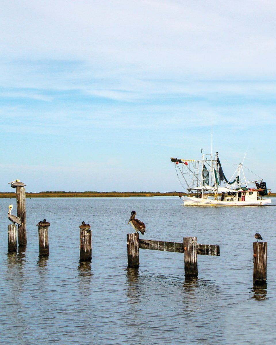 Last Island Wild Louisiana Shrimp operates on a simple yet powerful premise to offer consumers a premium product that embodies the essence of Louisiana’s coastal heritage.

Head to the link to read more about Last Island Wild Shrimp. bit.ly/3yErZ2C