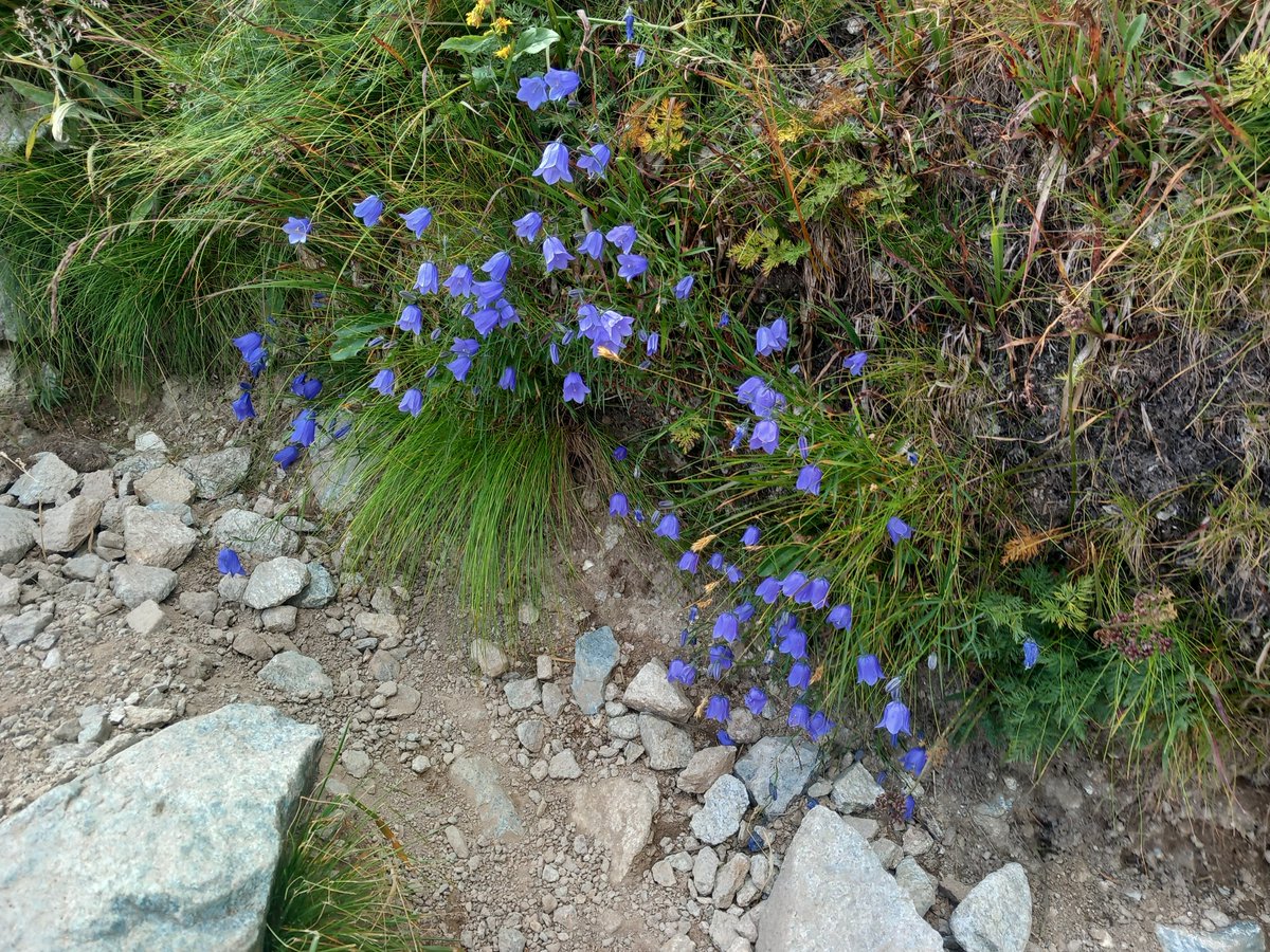 Eva___Mol's tweet photo. One of the mythical creatures in the Tatra mountains in Poland/Slovakia are the dziwożony, female demons with shining eyes who would steal potatoes and beer and snatch babies and women. You can ward them off by bellflowers. Luckily on the way to the top there were plenty! https://t.co/UugLrfEbNZ