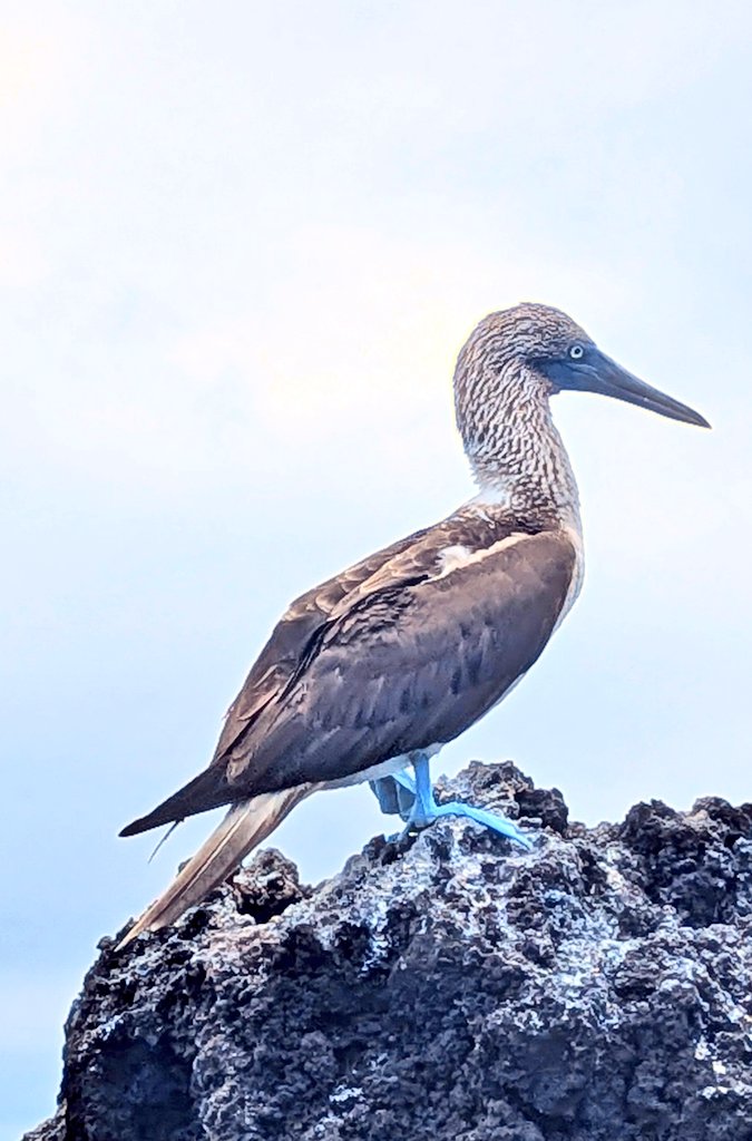 vickiemorgado1's tweet photo. Amazing morning in Santiago Island in #Galapagos got up early for a walk in Espumilla Beach. Then kayaked in Buccaneer Cove and then some snorkeling! Saw a lot of blue footed boobies #whereiexplore #educatorexplorer #grovenorteacherfellow https://t.co/WZoykzkvCB