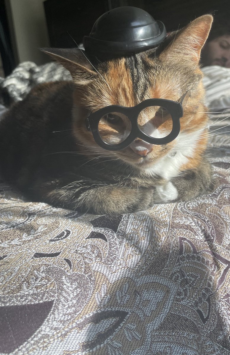 briintellect's tweet photo. @lined_cats My baby girl Medusa, who is usually just affectionately referred to as Dusa 🥰🥹 https://t.co/hXDjmEojLi