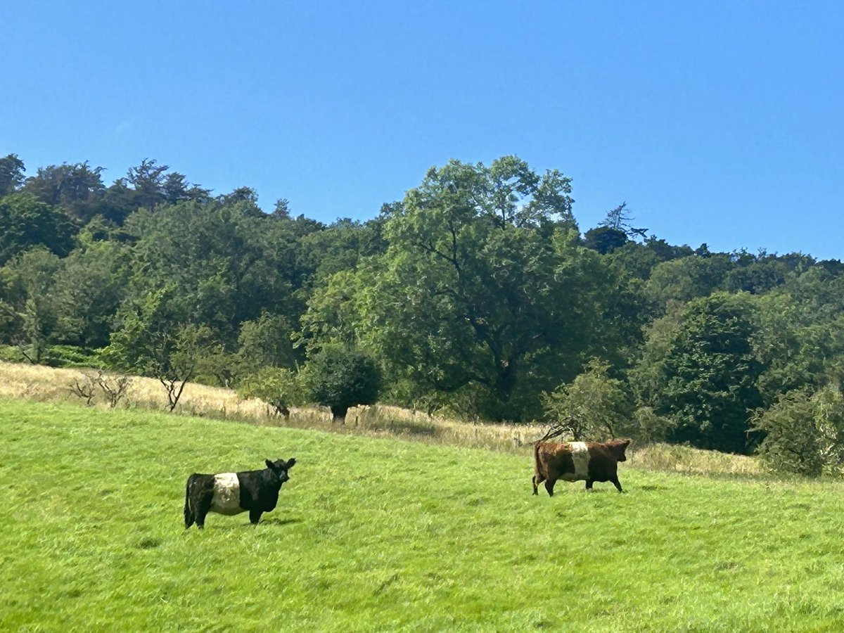 herdyshepherd1's tweet photo. It’s a slow business growing a herd of pedigree cattle… especially if you want top bloodlines and great quality seed stock

Added another two fine ladies to the herd today https://t.co/dGN9Gy7ntc