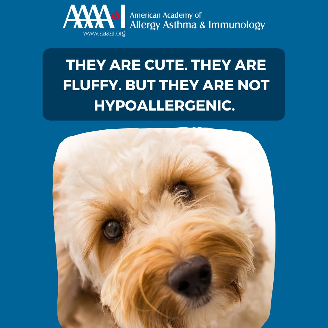 “Hypoallergenic dogs” do not shed, but dog dander comes from their skin – so you can still have allergic reactions to them. Before adopting a dog, spend time with them so you can see if you have any symptoms. #PetAllergy
aaaai.org/conditions-tre…