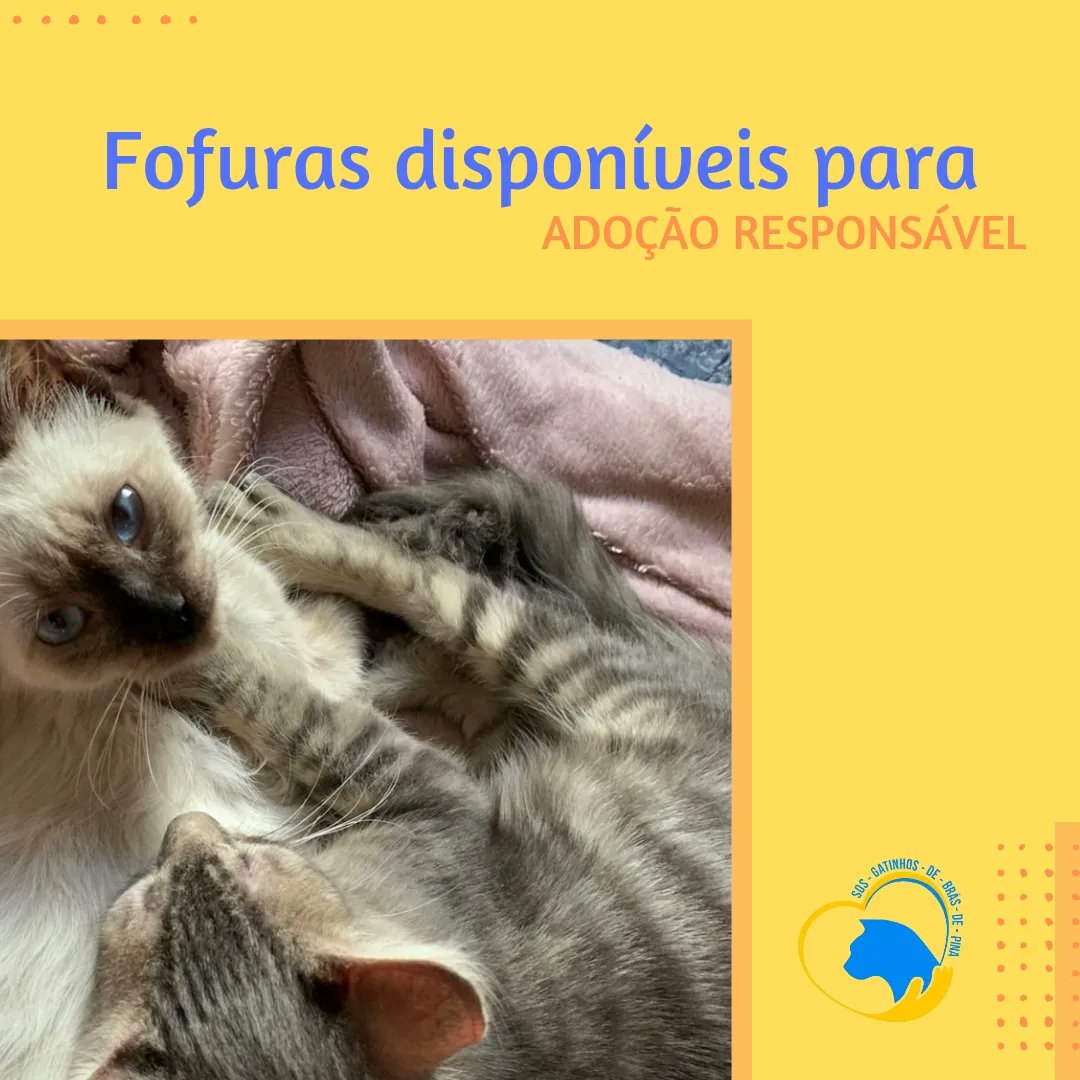 sos_bras's tweet photo. Essa duplinha é absolutamente incrível, seres q irradiam luz, não têm um pingo de ressentimento contra os humanos q os maltrataram, ignorando o estado de sofrimento em q viveram nas primeiras semanas de suas vidas. Para adotar, wpp Nadine 21 99646 9967. https://t.co/mAxekdequt