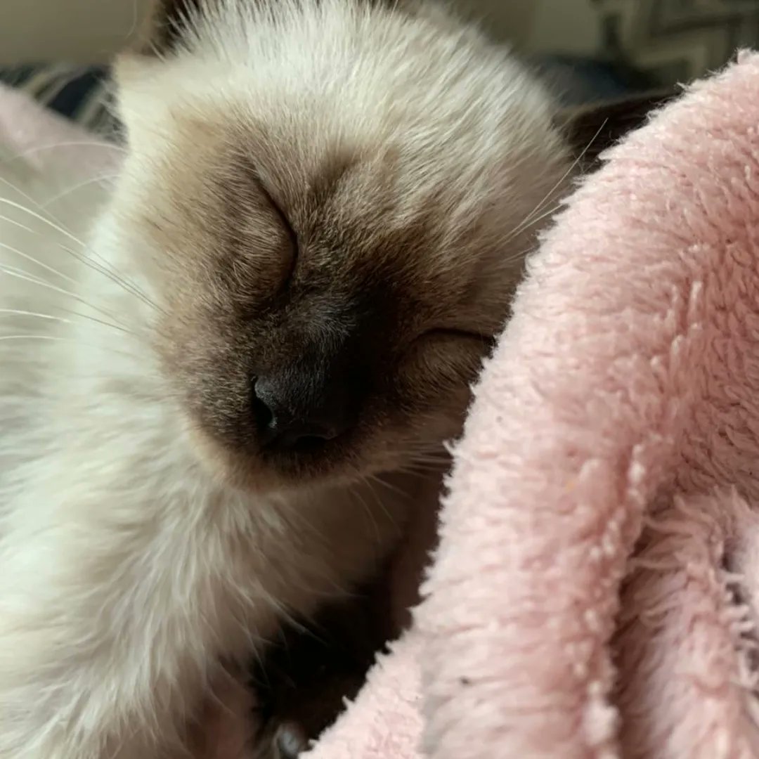 sos_bras's tweet photo. Essa duplinha é absolutamente incrível, seres q irradiam luz, não têm um pingo de ressentimento contra os humanos q os maltrataram, ignorando o estado de sofrimento em q viveram nas primeiras semanas de suas vidas. Para adotar, wpp Nadine 21 99646 9967. https://t.co/mAxekdequt