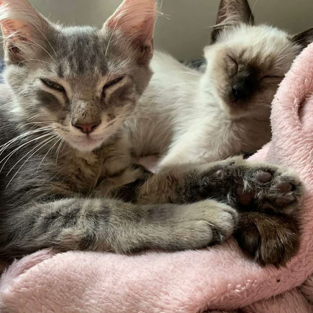 sos_bras's tweet photo. Essa duplinha é absolutamente incrível, seres q irradiam luz, não têm um pingo de ressentimento contra os humanos q os maltrataram, ignorando o estado de sofrimento em q viveram nas primeiras semanas de suas vidas. Para adotar, wpp Nadine 21 99646 9967. https://t.co/mAxekdequt