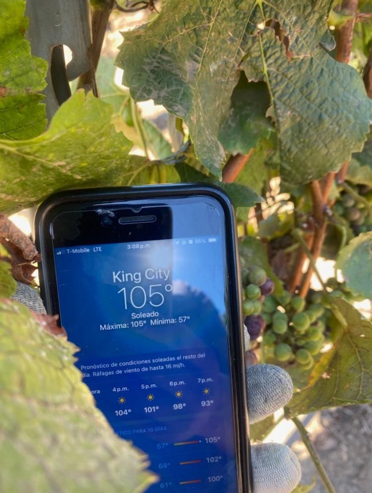 Ruben shared this photo from the grape vineyards in Kings County CA. He's hard at work thinning the leaves and removing weeds in 105° temps. "It's very hard to work in temperatures this high." #WeFeedYou #HeatJustice