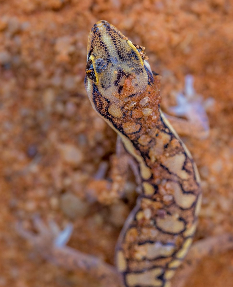 Happy #WorldLizardDay! Any guesses as to why the Kalahari ground gecko favours loose sand in open areas? Swipe to the final photo to see world-class camouflage in action. ⁠#Tswalu #TswaluFoundation #ReptileResearch #WorldLizardDay