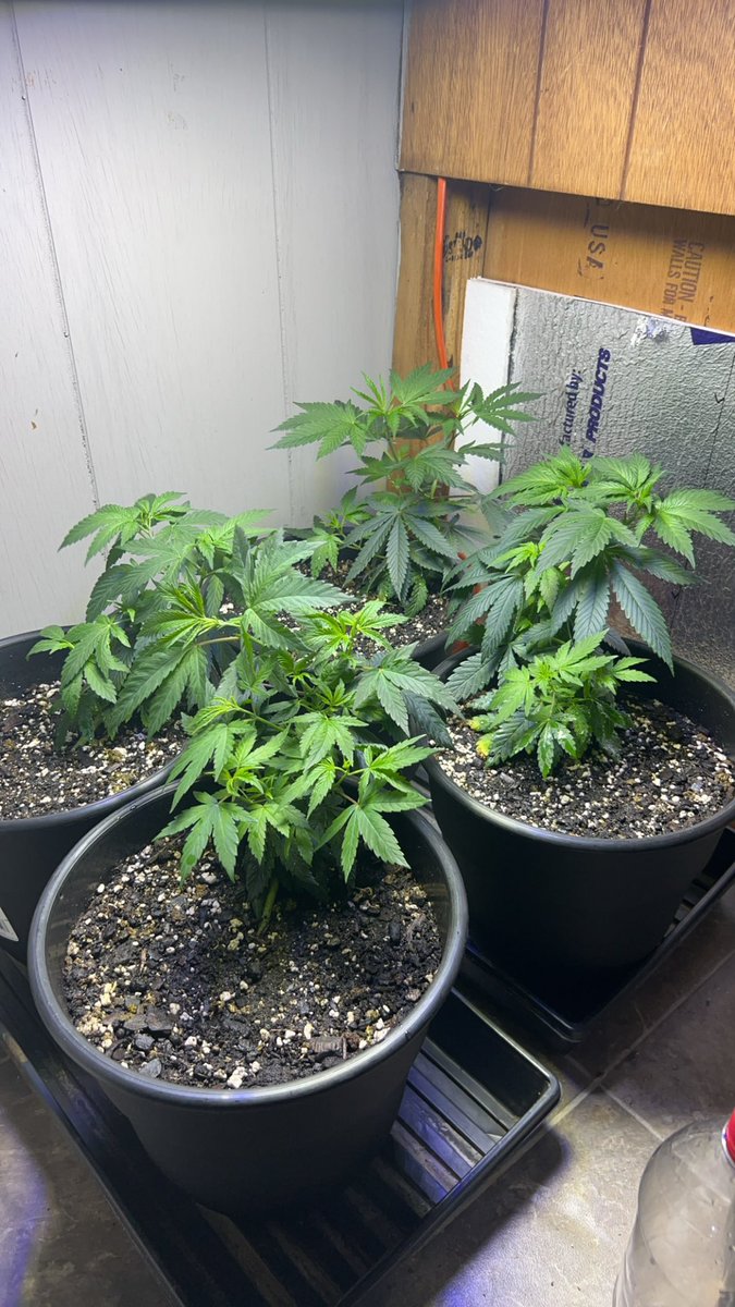 My garden 😅
