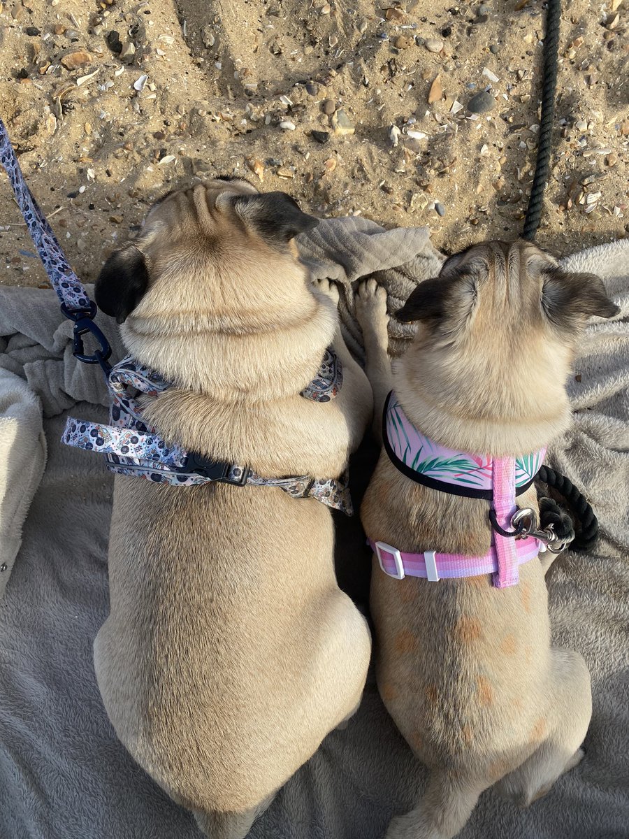 Emi The Pug tweet media