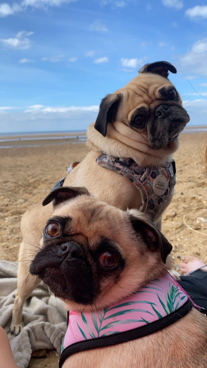 Emi The Pug tweet media