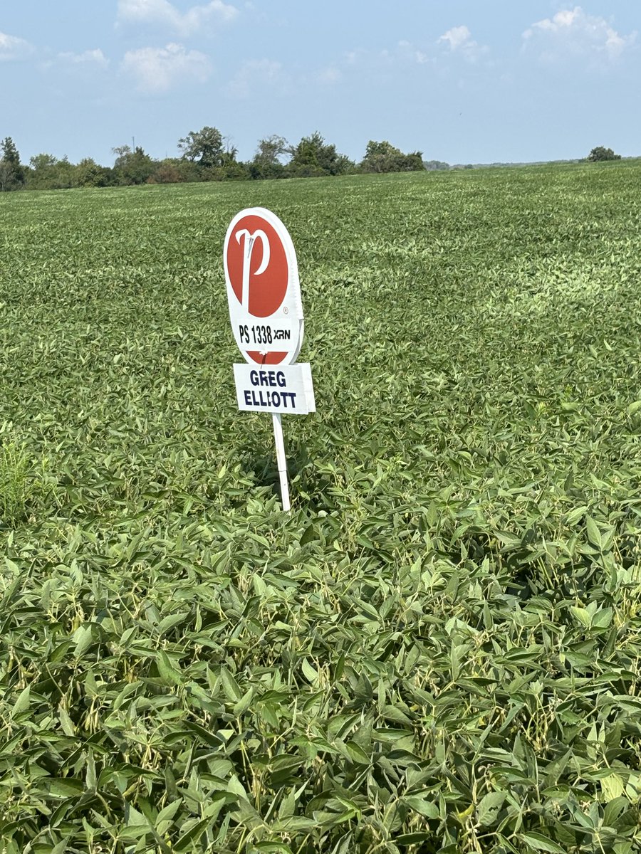 ⁦<a href="/PRIDESeeds/">PRIDE Seeds</a>⁩ PS1338 is one of my favourite soybean varieties to grow. It never disappoints and by the looks of this field. It’s going to be another great crop.