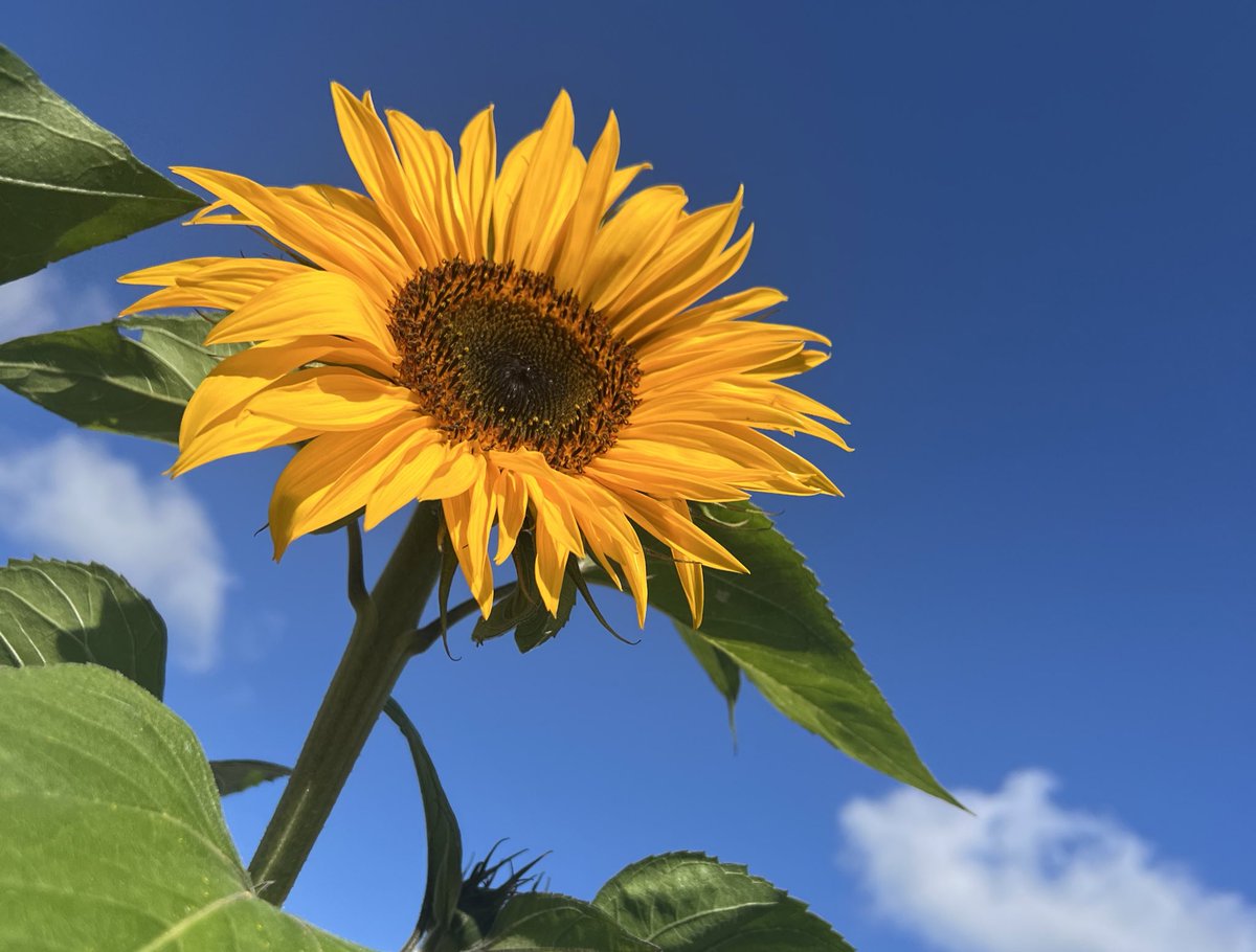 Kelly Cherry tweet media