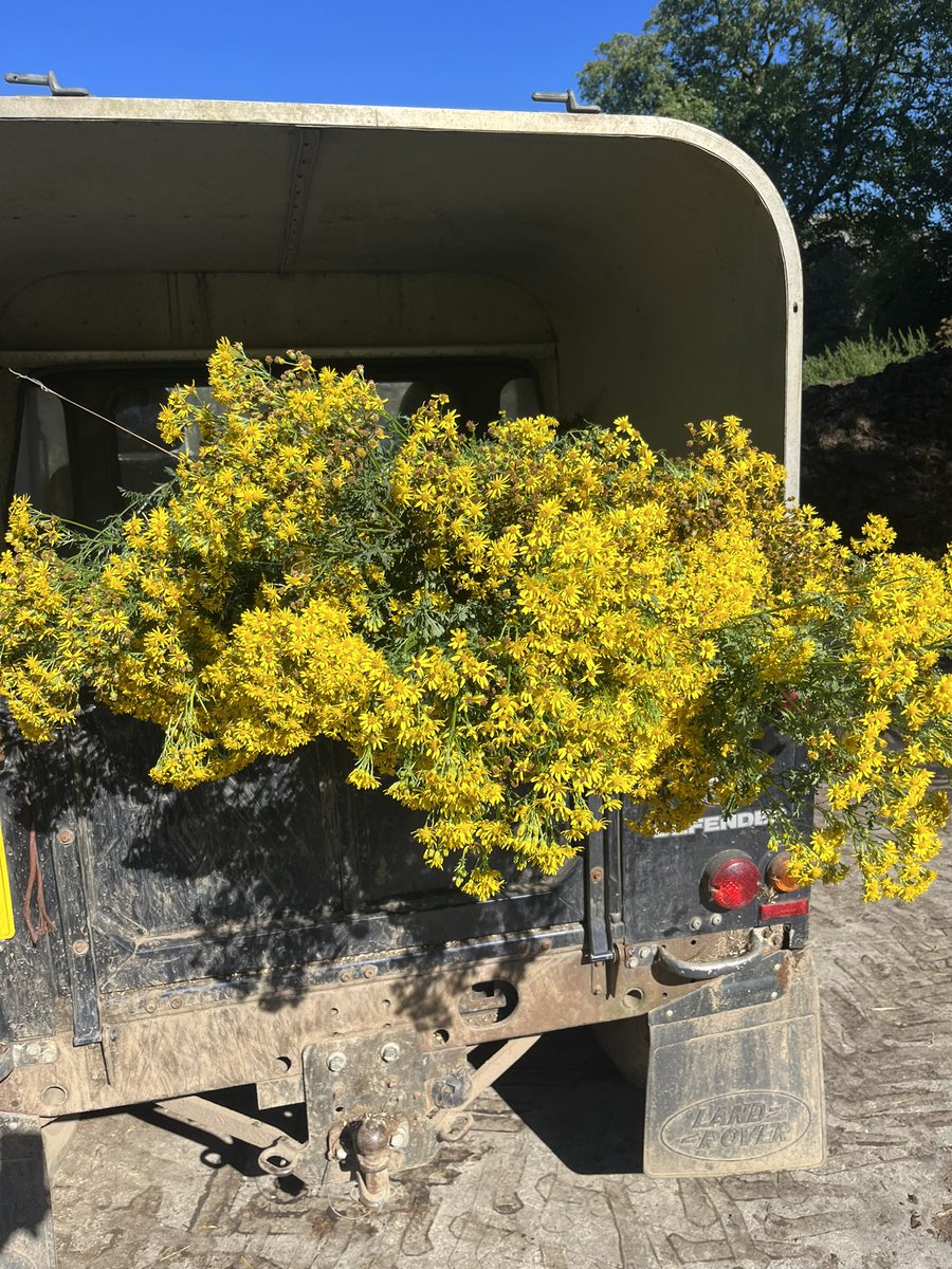Longwool tweet media