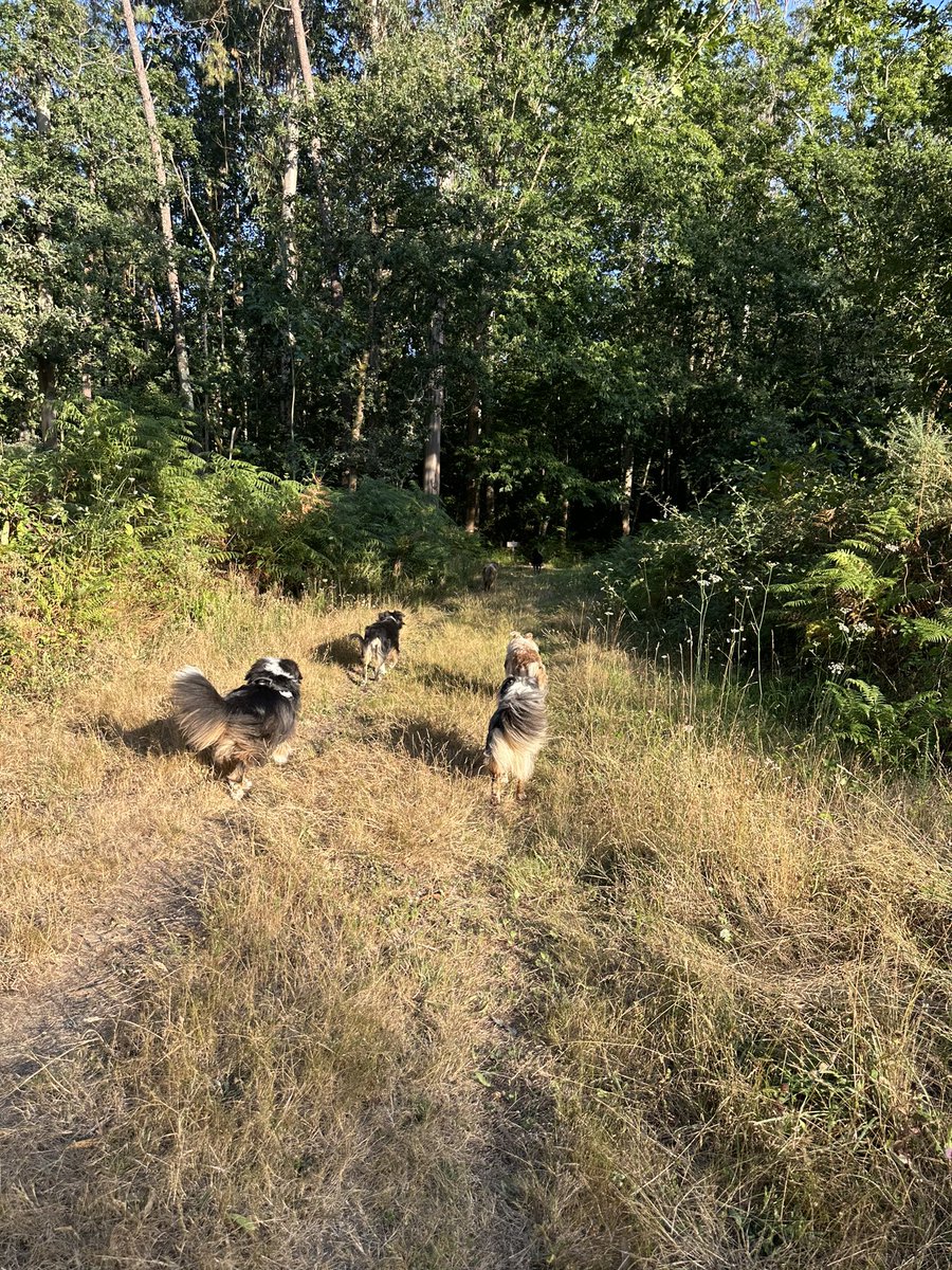 Hace unos días Cambur Antonio visitó a su familia perruna: su papá Phoenix (el marrón), su mamá Bronte (gris con blanco y marrón), su abuela Nala (blanca con marrón) y su tía Aya (negra con blanco y marrón) 🩷 El día más cuchi del mundo 🩷
