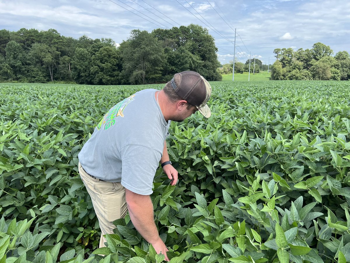 AGRICENLIFER's tweet photo. Think a #Soybean starter program is a waste of time? Please think again! Hunter Gooding, @NutrienAgRetail Yadkinville NC proudly shows off a field in Surrey County, NC with his starter program: #AccomplishMax, #Radiate, #Rebar3, #ReaxK Yield potential? 120+bu/acre @drkenoisewater https://t.co/xKrDiHUF0z