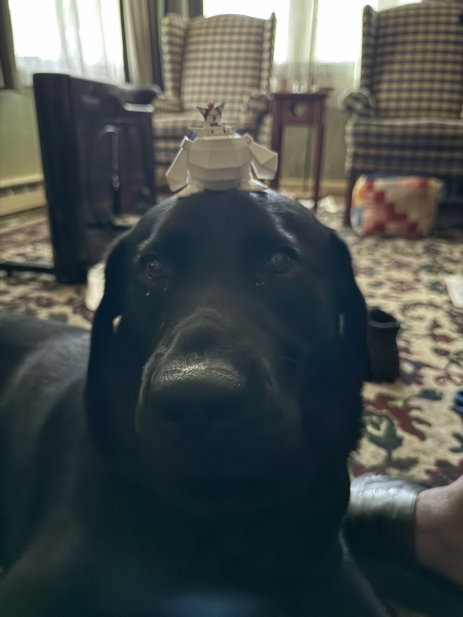 😈MothField 😈🏳️‍🌈🏁🐈 tweet media