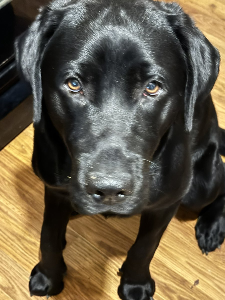 😈MothField 😈🏳️‍🌈🏁🐈 tweet media