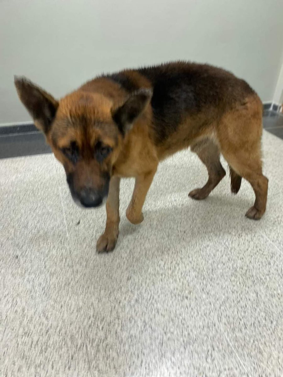 SilviaMylo's tweet photo. Me han pedido que difunda a Sultán, pobre criatura media vida en una horrible, pero horrible perrera 😢 💔
Copio :
Sultan tiene 6 años
Llevaba 3 años en la perrera de Talavera, Toledo 
Tenia signos de Leishmania pero nunca lo trataron
Ahora está acogido hace una semana ,ha dado positivo en Leishmania y mañana inicia tratamiento 
Necesitamos mucha ayuda económica para cubrir sus gastos. Se adjuntarán facturas e información de como se encuentra a quien lo pida
Bizzum y contacto Irene: 650 841 993
Os pido difusión y ayuda 🙏
No merece morir, merecen morir los que lo han tratado así y encima le han llevado a la perrera 💔 😢
Por qué? 😢