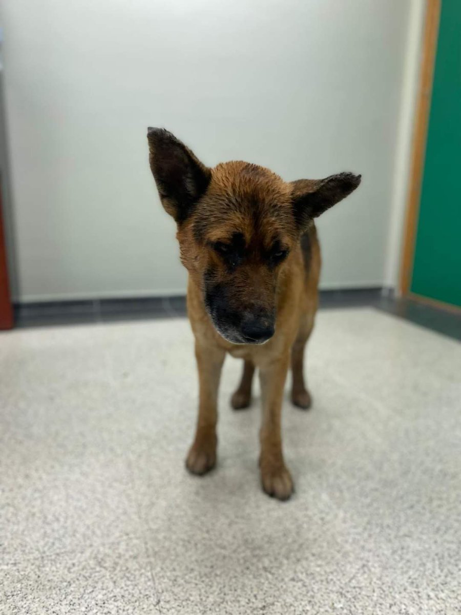 SilviaMylo's tweet photo. Me han pedido que difunda a Sultán, pobre criatura media vida en una horrible, pero horrible perrera 😢 💔
Copio :
Sultan tiene 6 años
Llevaba 3 años en la perrera de Talavera, Toledo 
Tenia signos de Leishmania pero nunca lo trataron
Ahora está acogido hace una semana ,ha dado positivo en Leishmania y mañana inicia tratamiento 
Necesitamos mucha ayuda económica para cubrir sus gastos. Se adjuntarán facturas e información de como se encuentra a quien lo pida
Bizzum y contacto Irene: 650 841 993
Os pido difusión y ayuda 🙏
No merece morir, merecen morir los que lo han tratado así y encima le han llevado a la perrera 💔 😢
Por qué? 😢