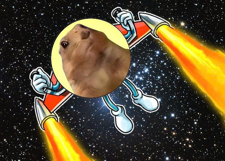 $Chipu 🐿 🌰 tweet media