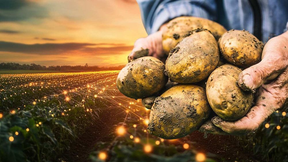 New Farming Deal: Promising Plans, but the Devil's in the Details: buff.ly/3WMuQOT cc @nigelfpc #UKgrowers #agritech #Farming #connectivity #innovation