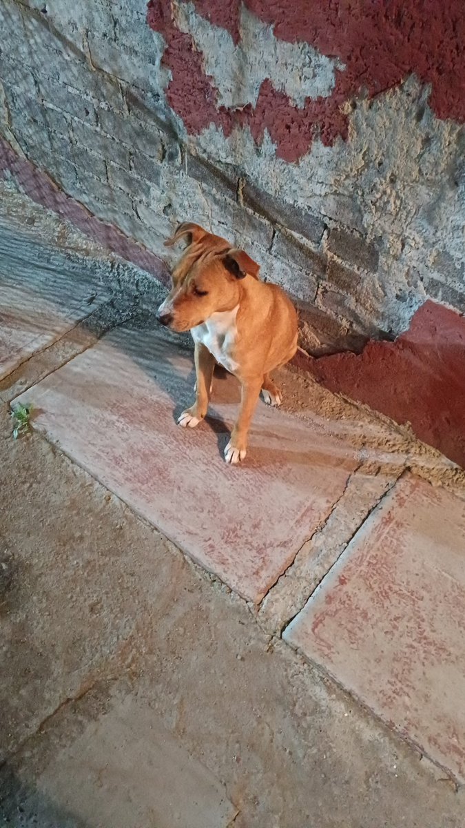 NoSoyStarkiller's tweet photo. El es Oddie, perro tipo pitbull (mestizo tipo bull) de aprox 7 a 8 meses de edad el llegó a mi calle más cachorro, los vecinos le damos de comer y le ponemos un donde dormir, pero como siempre hay gente mala, unos vecinos lo maltratan, lo asusan y lo graban para demostrar 1/3 https://t.co/exA2ArY5WQ